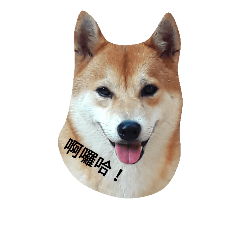 shiba inu go ahead