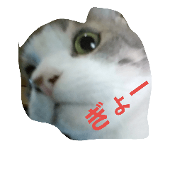 cat-rokuchan