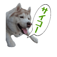 ハスキー犬だもん2 Line スタンプ Line Store ハスキー犬だもん2 Line スタンプ Line Store