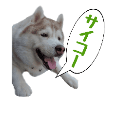 ハスキー犬だもん２ Line スタンプ Line Store