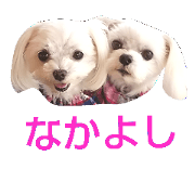 Maltese Coco&Kira2
