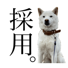 Koko_20210911104136