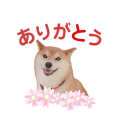 hana_chan _