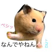 HAMU LIFE