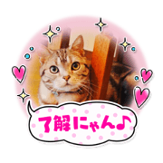 yuzu20210912