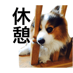 Daily life of Kinako & Anko