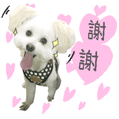 哈修的生活日常