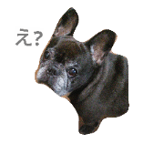 Black-and-White dog