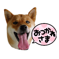 shibainu.mei