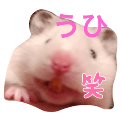 Omochi the hamster