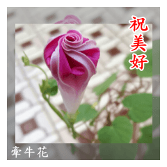 Beautiful flower greeting(Part 00)
