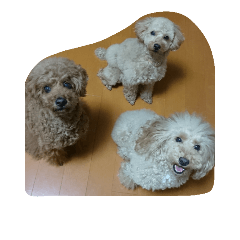mocomocoMAMINS