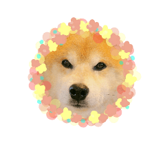 cute shiba  kyoutarou