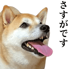 Moves Shiba Inu2 Line Stickers Line Store