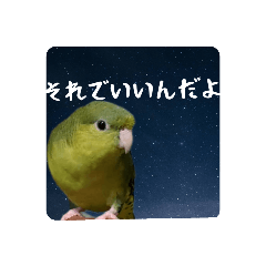 parakeet and universe