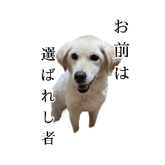 選ばれし愛犬ななちゃん