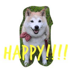 Japanese Cute Dog HIMAWARI.