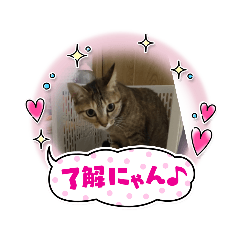 cat coco cat sticker 1