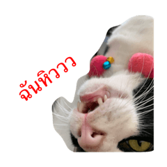 Fc น้องเจริญ