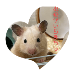 My hamster Warabi