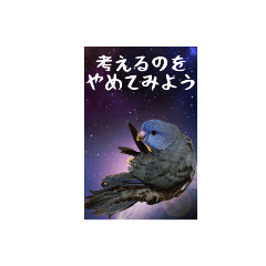 Parakeet and universe2