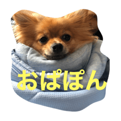 ponzu_20210910120209