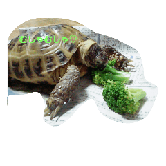 kasupi  tortoises