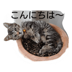 キジトラ猫の可愛いスタンプ 日常 挨拶 Line スタンプ Line Store キジトラ猫の可愛いスタンプ 日常 挨拶 Line スタンプ Line Store