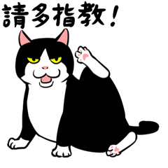 賓士貓Ohagi 2