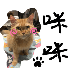 兩個人與八隻貓的平凡小日子