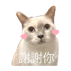 貓貓卯們