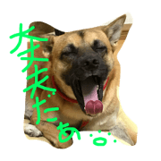 Black nose dog 3
