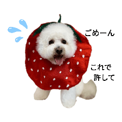 白いもふもふアフロ犬 Line スタンプ Line Store 白いもふもふアフロ犬 Line スタンプ Line Store