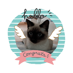 koko_20210910203033