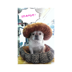 我是豆豆，我已經是小天使了！