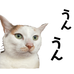 cute-cat4