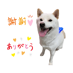 haru白柴❤