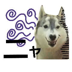 my home of dogs and cats(husky)