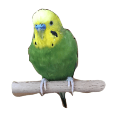 PUKU(parakeets)