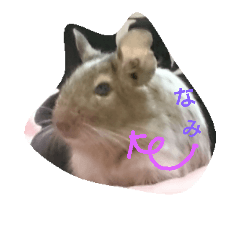 Nami designated(degu)