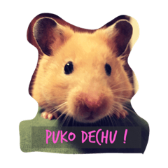 Hamster PUKO