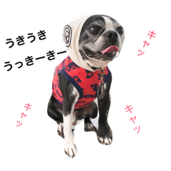 Boston Terrier BUBU& French Bulldog MARU