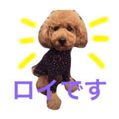 ToyPoodle Roy