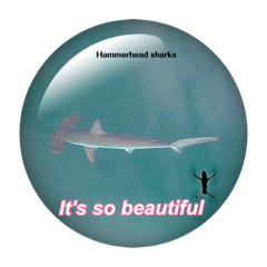 Hammerhead sharks taken with DRONE