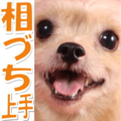 chihuahuaTerrier pan photo Sticker