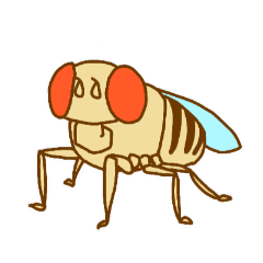 Drosophila melanogaster