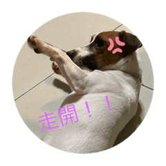 小羅日常生活