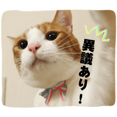 茶トラ猫「こびん」byひよかさんち！