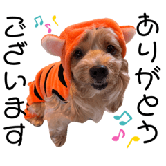 cocoa_20210916225942