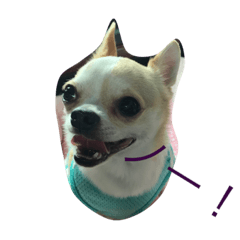 dog is!